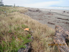 Porrhothele antipodiana