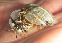 Aspidimorpha puncticosta