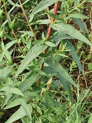 Lythrum salicaria image