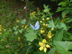 Catochrysops panormus exiguus