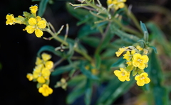 Erysimum nevadense, photograph (c) desertnaturalist, some rights reserved (CC BY)