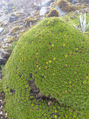 Azorella corymbosa