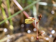 Utricularia minor