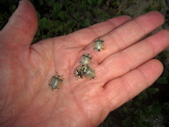 Aspidimorpha puncticosta