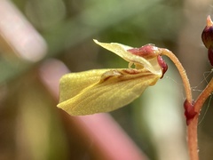 Utricularia minor