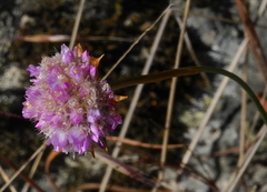 Armeria sampaioi