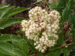 Sambucus racemosa melanocarpa
