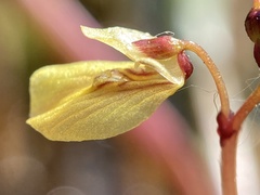 Utricularia minor