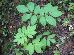 Sambucus racemosa melanocarpa