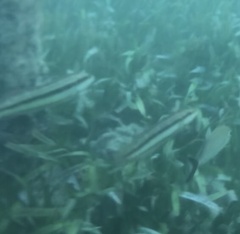 Halichoeres bivittatus