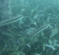 Halichoeres bivittatus