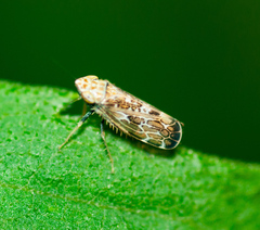 Errastunus ocellaris