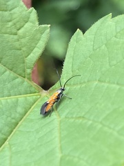 Chrysoclista linneella