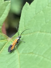 Chrysoclista linneella