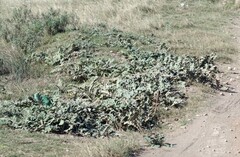 Platycarpha glomerata
