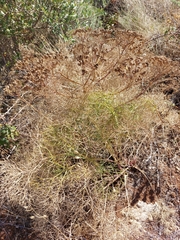 Cachrys sicula