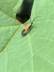 Chrysoclista linneella