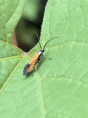 Chrysoclista linneella