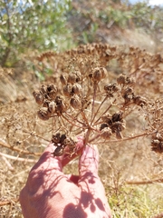Cachrys sicula