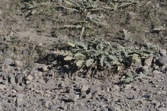 Platycarpha glomerata