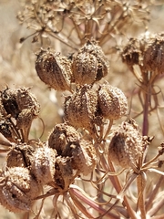 Cachrys sicula