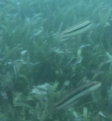 Halichoeres bivittatus