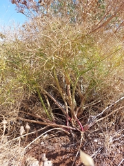 Cachrys sicula