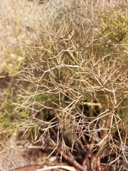 Cachrys sicula