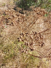 Cachrys sicula