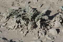 Platycarpha glomerata