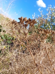 Cachrys sicula