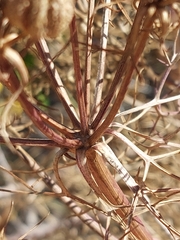 Cachrys sicula