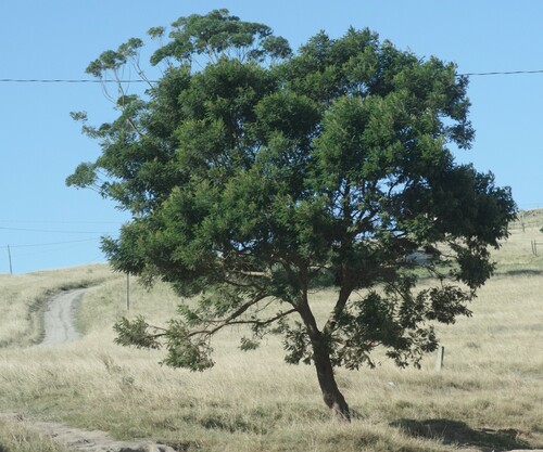 black wattle
