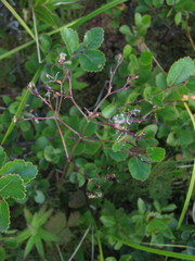 Valeriana dioica sylvatica