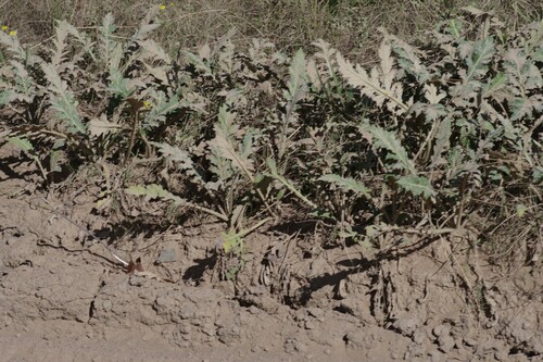 Platycarpha glomerata
