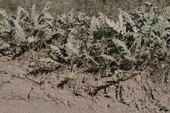 Platycarpha glomerata