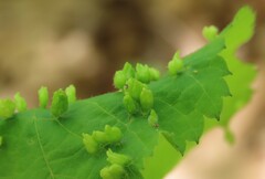 Phytoptus abnormis