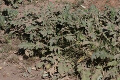 Platycarpha glomerata