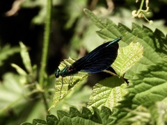 Calopteryx virgo