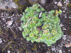 Draba aretioides