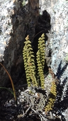 Cheilanthes pruinata