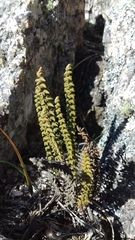 Cheilanthes pruinata