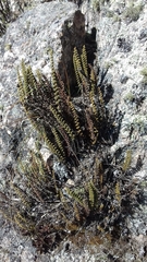 Cheilanthes pruinata