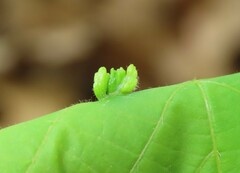 Phytoptus abnormis