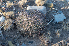 Echinomastus unguispinus