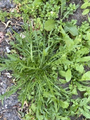 Taraxacum officinale