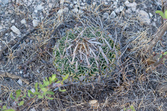 Echinofossulocactus lloydii