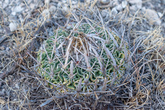 Echinofossulocactus lloydii