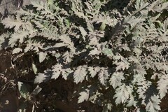Platycarpha glomerata
