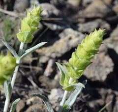 Sideritis catillaris